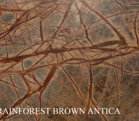 Rainforest brown antica